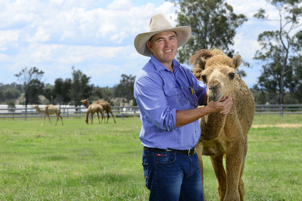 Paul Martin co-owner of The Australian Wild Camel Corporation and Australia's largest camel dairy farm at Harrisville with Teddy the camel. Picture: David Nielsen