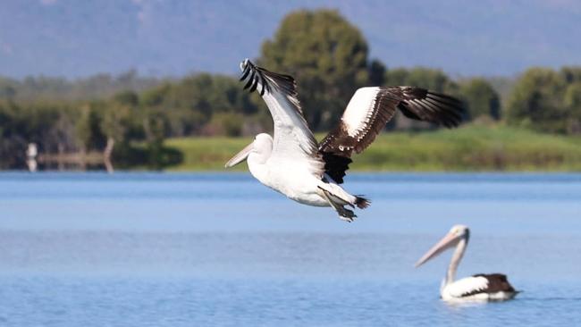 Peggy the pelican flying off over Ross River Dam.