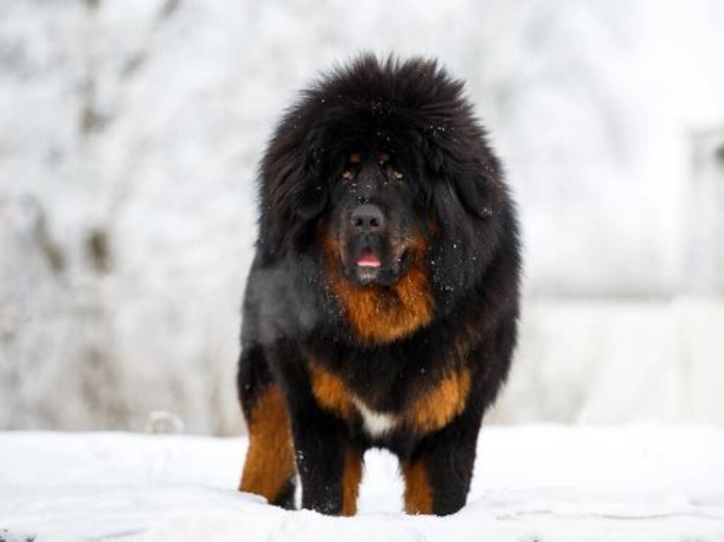 Su Yun, who lives in a village outside the city of Kunming in Yunnan Province, bought what she was led to believe was a Tibetan mastiff puppy while on vacation.