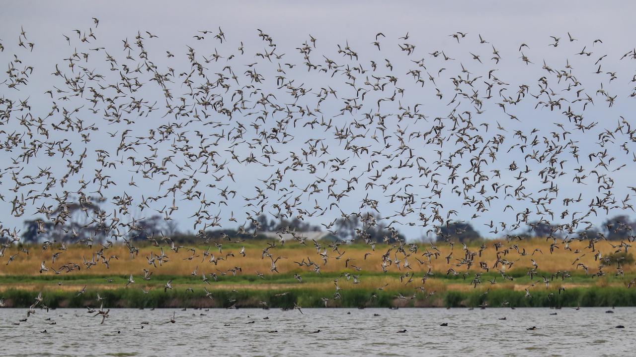 Werribee Treatment Plant: Birds flock to sewage facility during drought ...