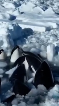 Pod of killer whales seen trapped in drift ice