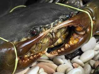 Some of Queensland's commercial fishermen plan to launch a legal injunction against the State Government over tough crab quotas. Photo Contributed. Picture: Contributed