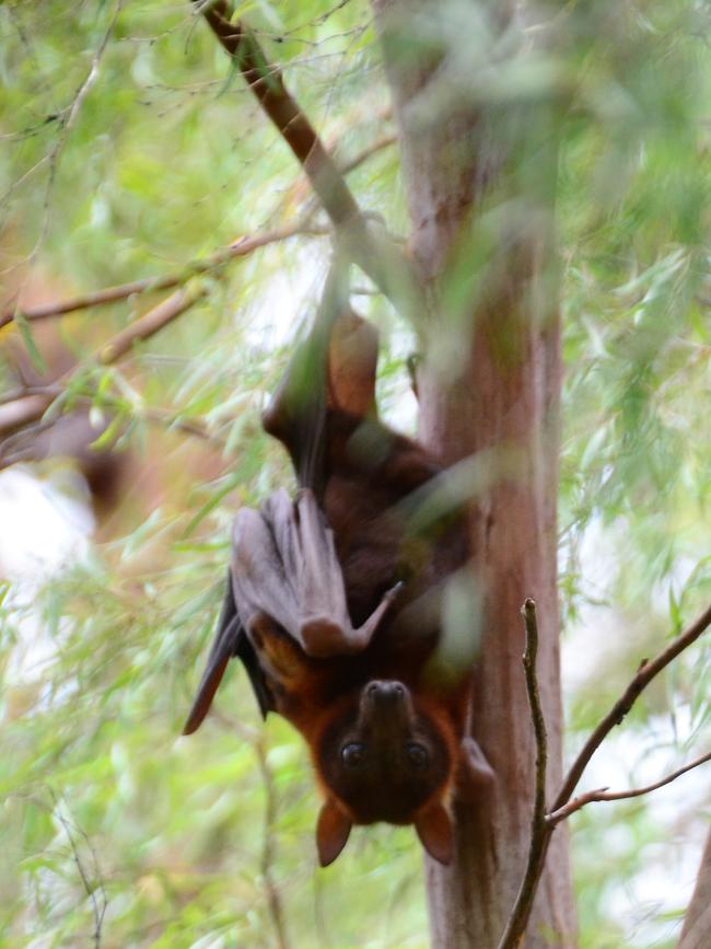 A flying fox in a tree. The thousands of flying foxes that invaded Commissioners Gully are now leaving. Picture: CAMERON BATES