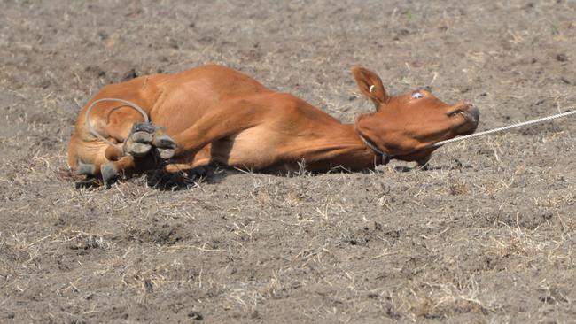 A petition with 60,000 signatures is calling for an end to calf roping in Queensland rodeos. Image supplied.