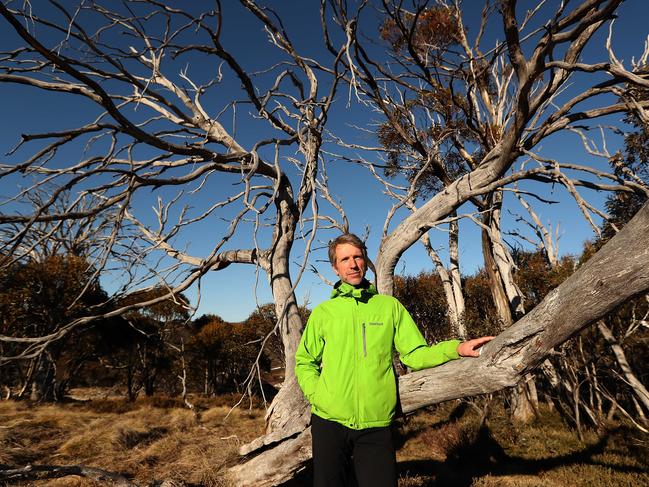 Dr Matthew Brookhouse, a Dendrochronologist at the Australian National University in Canberra, photographed with snow gum trees that are dieing off from wood-borer attacks in the Kosciuszko National Park, NSW. Picture Kym Smith