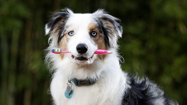 Border collie Gypsy is going to start brushing her teeth from now on. Picture: Jonathan Ng