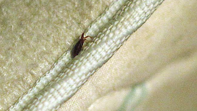 In this 25 Aug 2010 photo, a bed bug is found in a mattress at the home of Delores Stewart, in Columbus, Ohio. A resurgence of bedbugs across the U.S. has homeowners and apartment dwellers taking desperate measures to eradicate the tenacious bloodsuckers, with some relying on dangerous outdoor pesticides and fly-by-night exterminators. (AP Photo/Terry Gilliam)