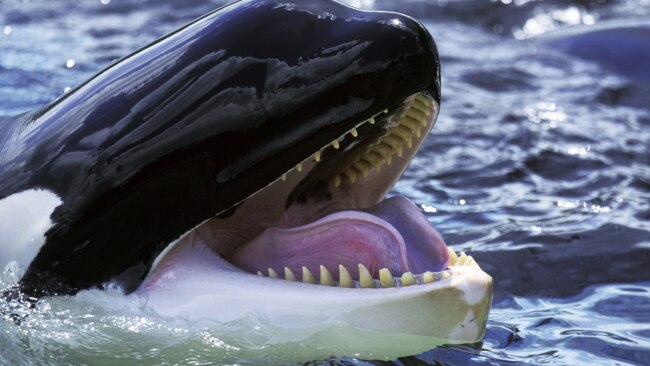 Snorky the orca needs a plaything