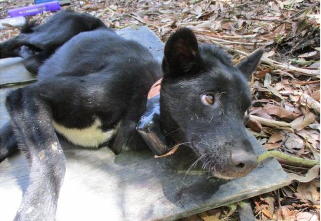 Midnight has his collar fitted. 