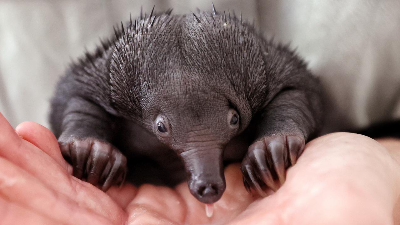 baby puggle echidna