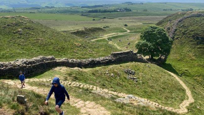 The iconic tree stood in a dip next to the Roman-era wall. Picture: Oli Scarff/AFP