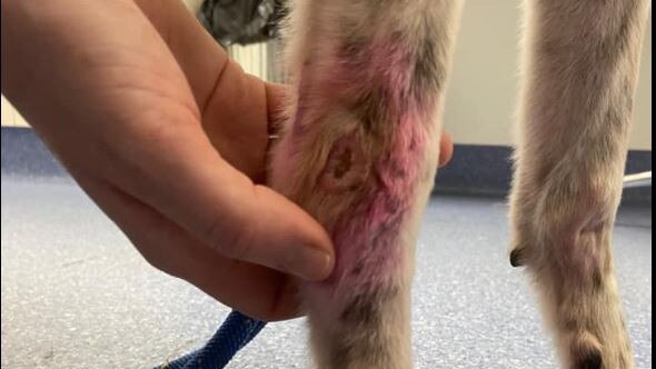 Injuries caused to greyhounds Molly and Swaggy, allegedly by Beauty Point man Dean Richard Barwick, 43. Picture: Facebook/ Brightside Farm Sanctuary