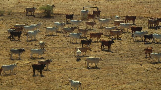 Cattle at Gina Rinehart’s Helen Springs cattle station.