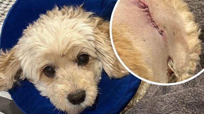 Cavoodle Gerry was attacked and bitten by a larger dog at Whites Beach last week.