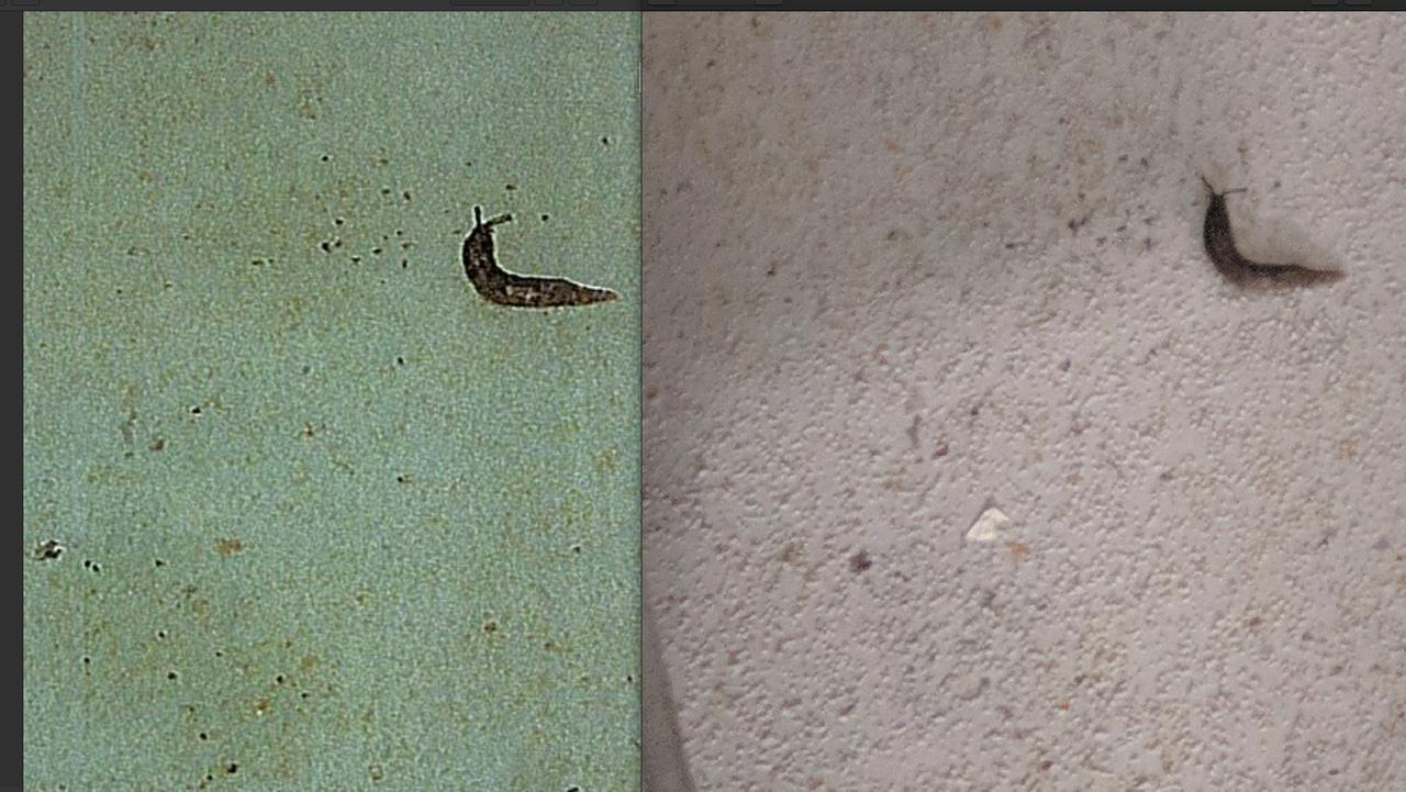 A photo showing a slug found in the iCook Foods (left) facility in Dandenong that was sent to owners, compared to the original photo (right) taken during a health inspection.