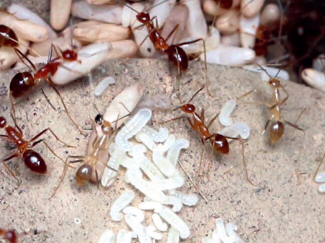 Yellow crazy ants with pupa. Picture: DAF