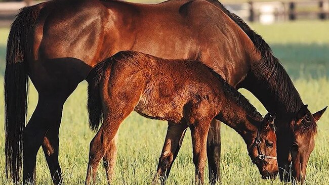 Winx with her first foal.