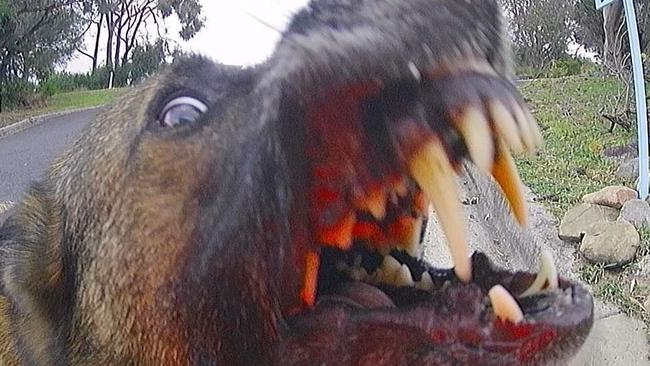 An aggressive dog captured during a postie’s rounds. Picture: Australia Post