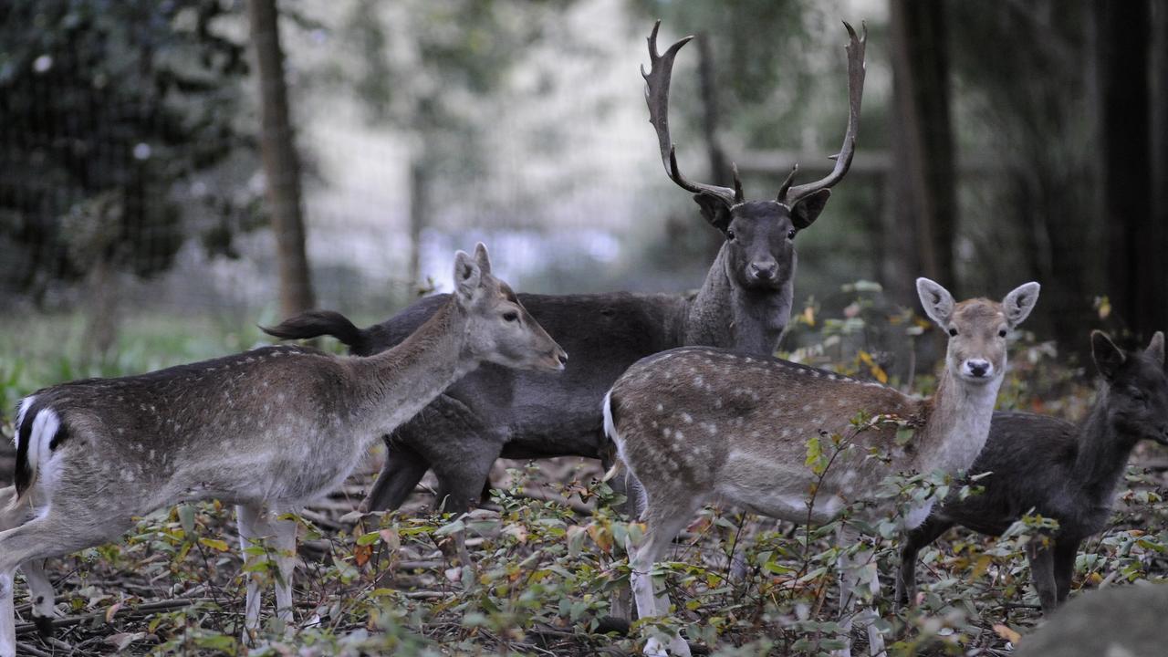 Deer hunting Dandenong Ranges: Shooters to kill deer during three ...