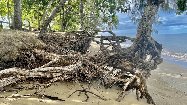 Tree roots at Holloways Beach show the extent of the erosion. Picture: Peter Carruthers.