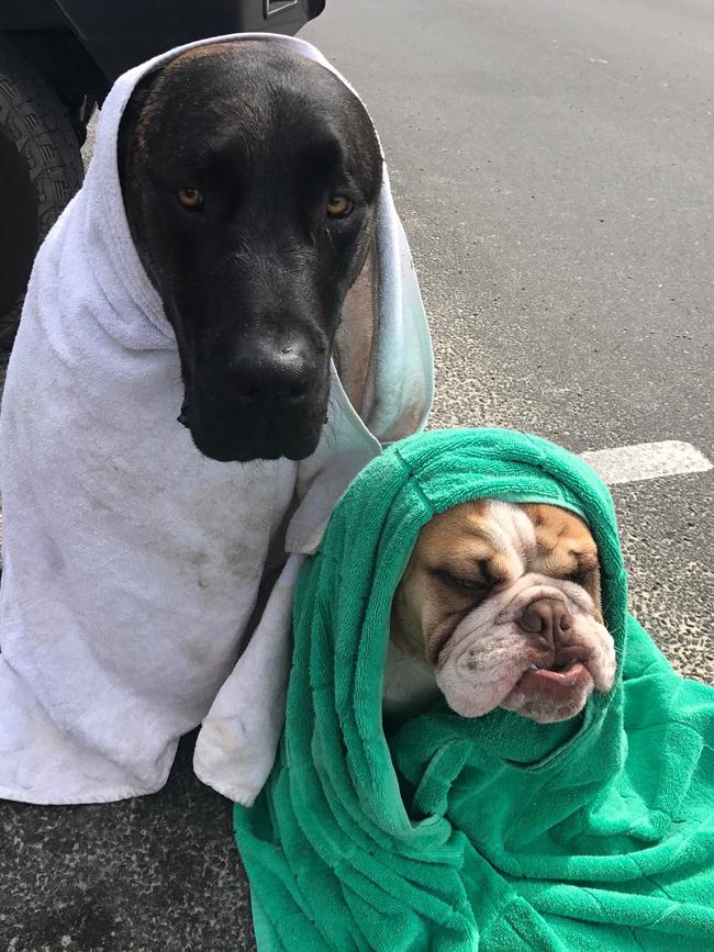 MAVERICK  BUCKLEY: The British bulldog puppy and his big bro Buckley the bull mastiff x are drying off after a refreshing morning swim at The Spit.