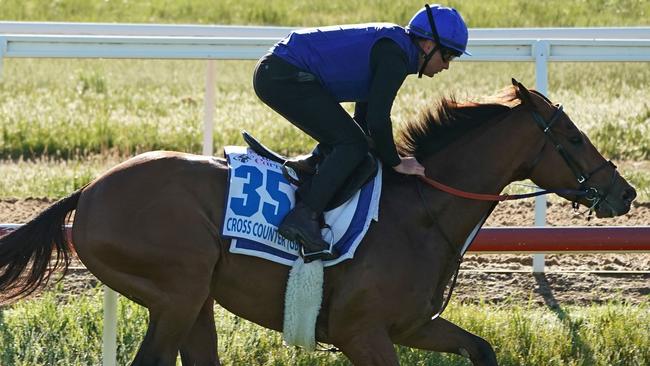 Cross Counter is back to defend his crown in the Melbourne Cup. Picture: AAP