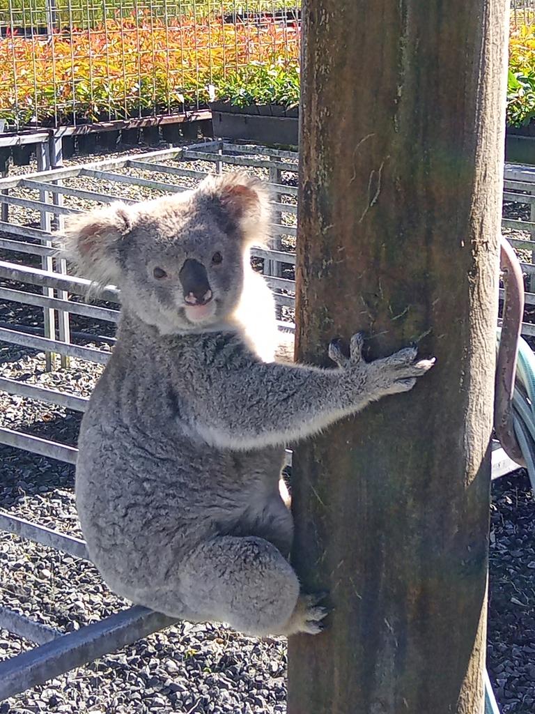 An entirely unrepentant Claude with his all-you-can-eat buffet in the background. Picture: Eastern Forest Nursery.