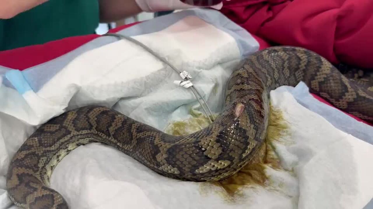 Snake undergoes surgery after mortal combat