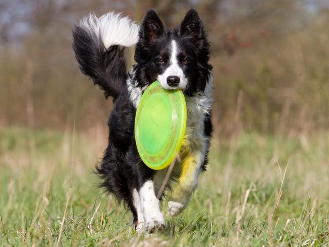 Border Collie running towards camera retrieving frisbee. – picture istock