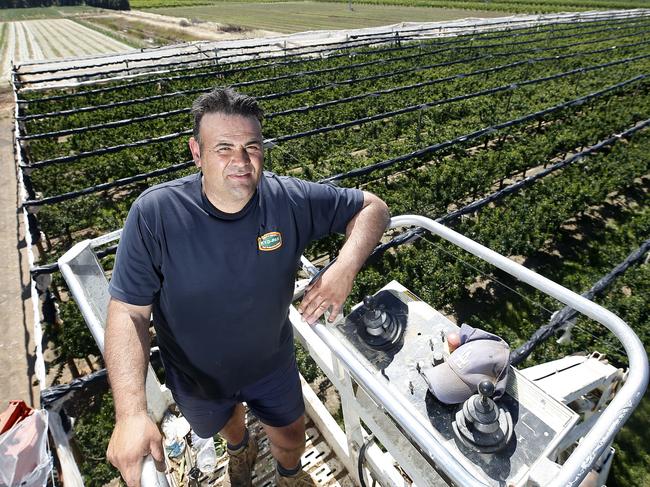 Buffalo River Orchards, Kyabram, Depasquale Family,       Nunzy Depasquale,   Picture Yuri Kouzmin