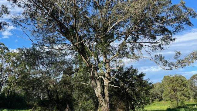 Part of the bushland, renowned for koalas, on the Greenridge site at Pimpama in the north of the Gold Coast.