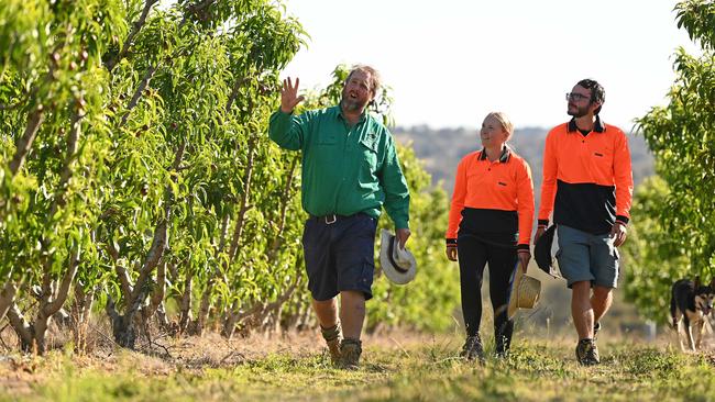 Stonefruit grower Angus Ferrier, with backpacker workers Eleanor Smith and Kilian Hoeckman on his property west of Stanthorpe in southern Queensland. Picture: Lyndon Mechielsen