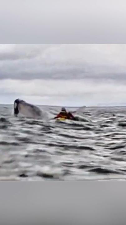 Whale swallows kayaker whole before spitting him out