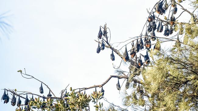 Fruit bats in trees in Botanic Park, near the zoo, are heading out to create breakaway camps in other SA spots. Picture: Roy Van Der Vegt