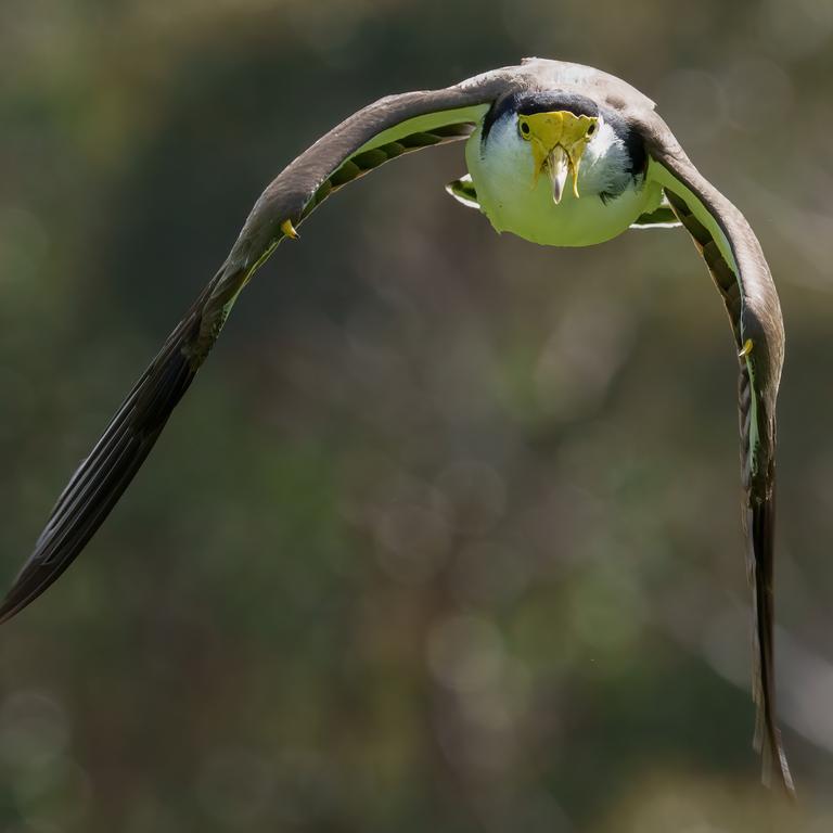 A swooping plover. Picture: Jay Town.