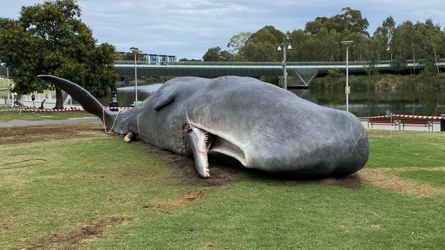 The Beached Whale art installation has been moved to the banks of the River Torrens in Adelaide. Picture: Roy van der Vegt