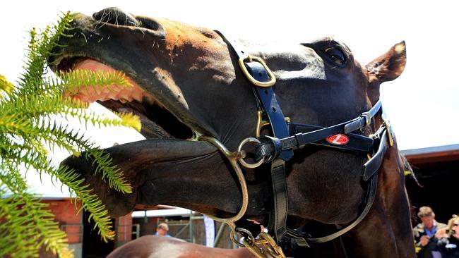 Gai Waterhouse's Melbourne Cup hope, Fiorente, stops to taste the flowers at Flemington. Picture: Mark Evans