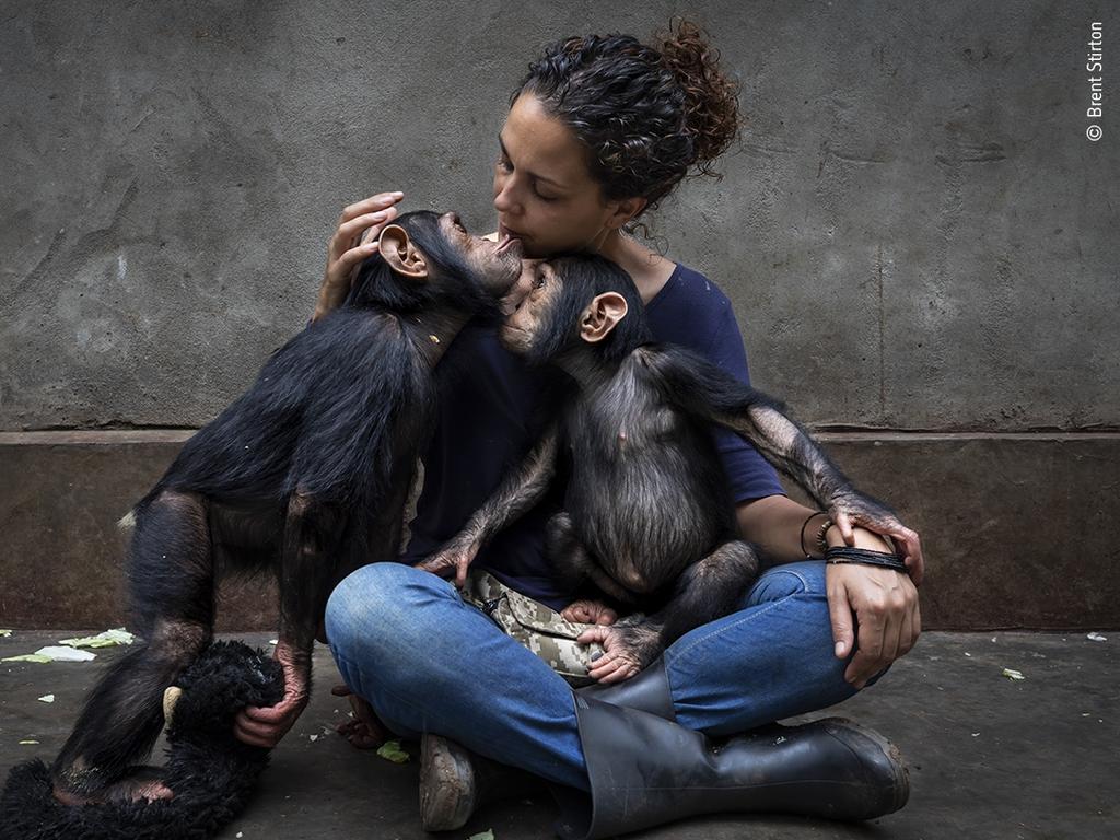 The healing touch, from Community care by Brent Stirton, South Africa Winner. Picture: Brent Stirton/Wildlife Photographer of the Year