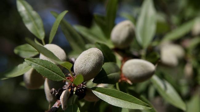 Dropping numbers: Almonds grow on a tree in California. The US’s almond crop is tipped to be 3 billion MT this year. Picture: Justin Sullivan