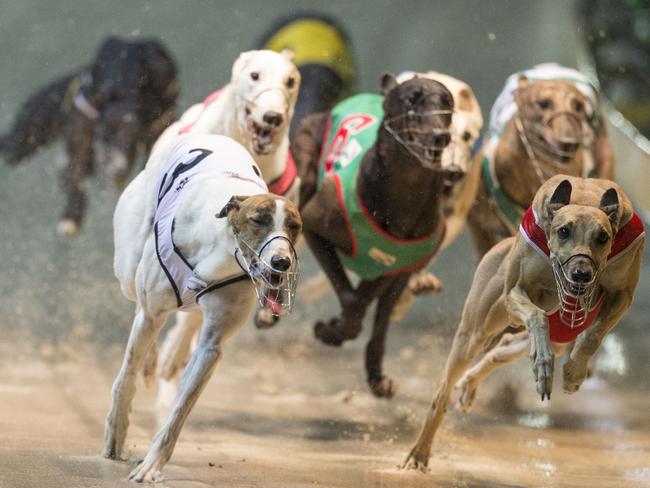 Greyhounds racing at Wentworth Park, the State’s premier racetrack. Picture: Craig Golding.