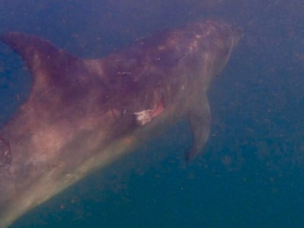 The injured dolphin was seen in the water by divers before it washed up on Shelly Beach near Manly. Picture: Leveena Denton