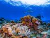 international collaboration – including UQ, National Geographic, Arizona State University, Vulcan Philanthropic and satellite company Planet – has now completed digital mapping all of the world’s shallow coral reefs for the first time ever.