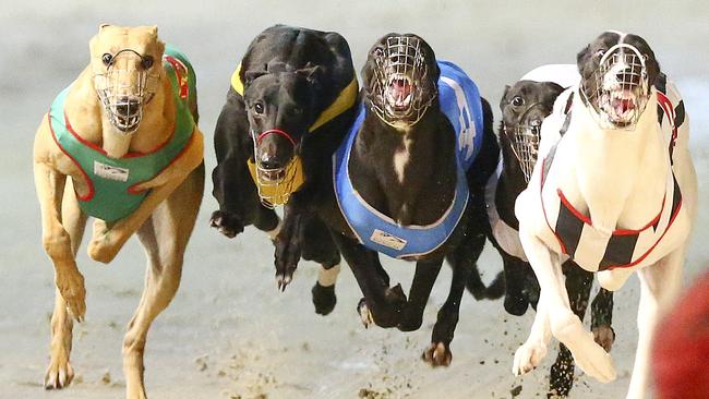 Big Baird says the report of the Special Commission into greyhound racing is “chilling”.  Picture: Sarah Reed