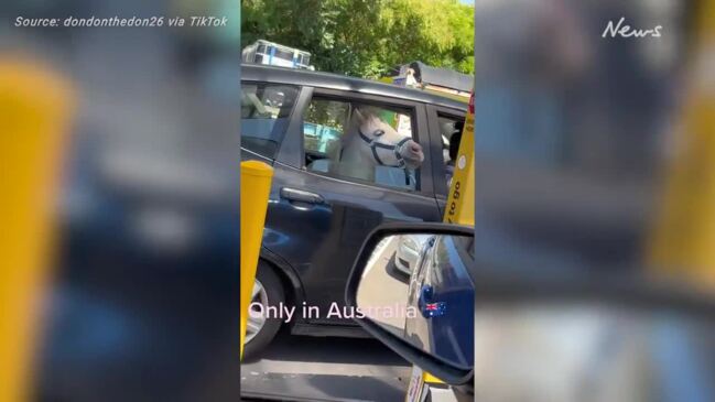 Driver shocked by horse travelling in the back seat of a hatchback