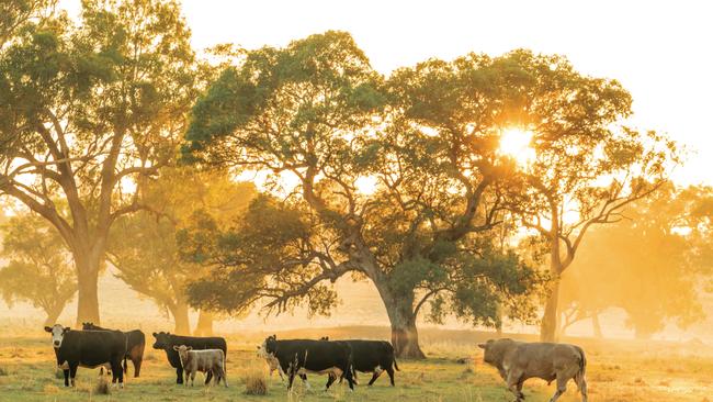 Sheep and cattle grazing account for the majority of Australia’s agriculture sector’s emissions output.