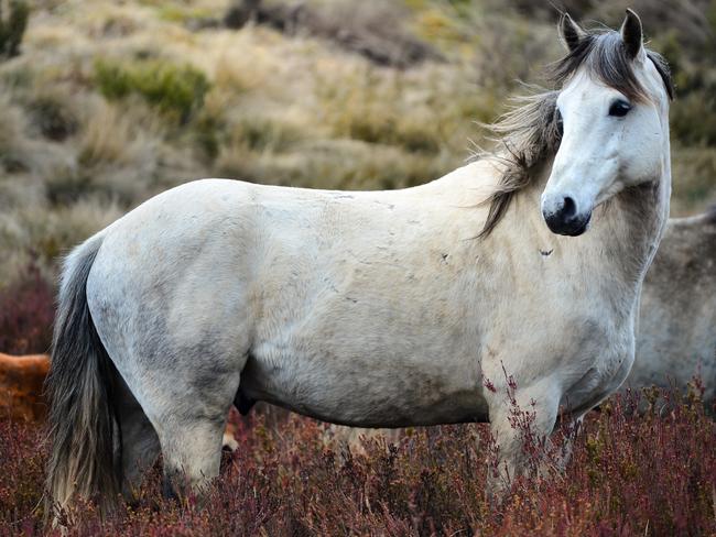 Culling which is underway will now be halted. Picture: Judy Goggin