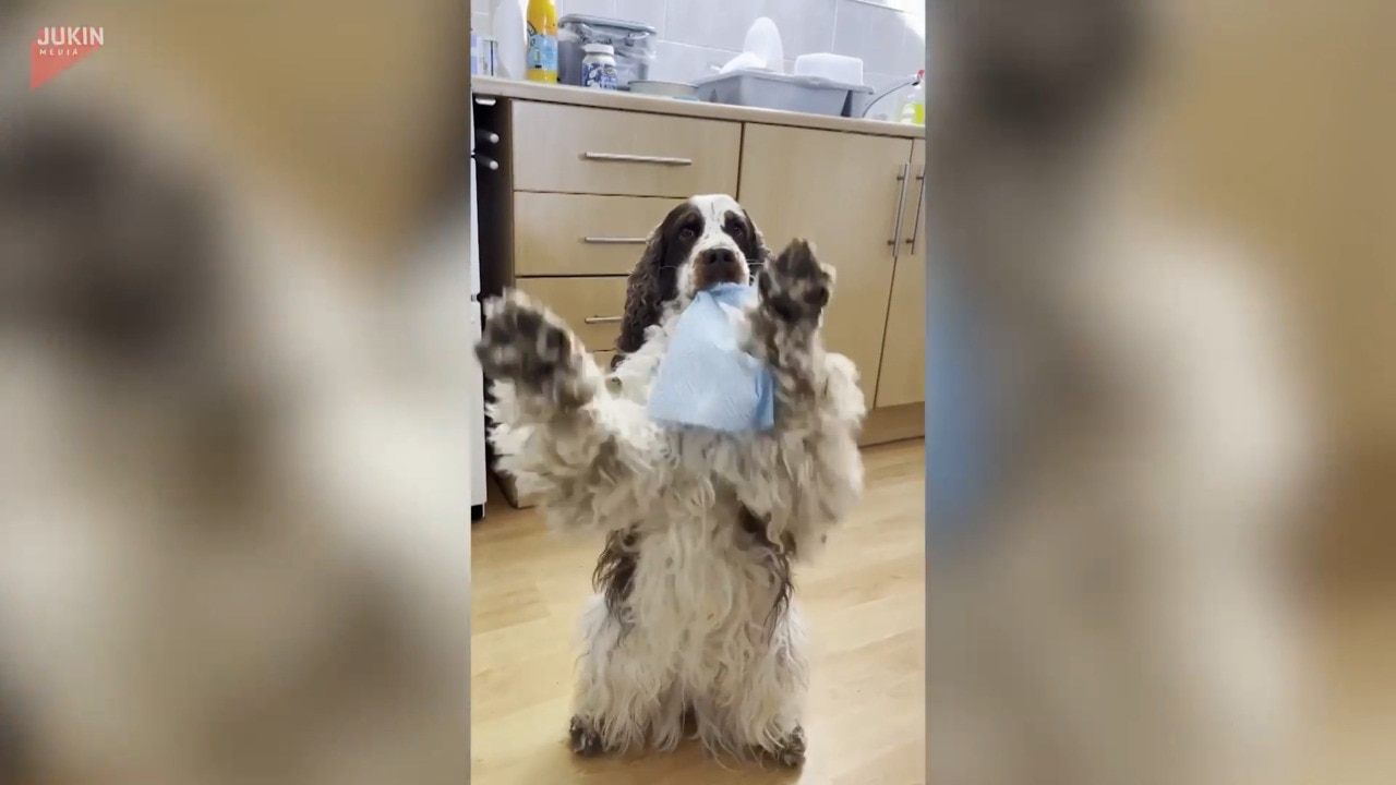 Adorable dogs on clean up duty
