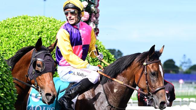Andrew Mallyon brings Dragonne Rouge back to the winner’s stall. Pictute: Picture: Grant Peters/Trackside Photography