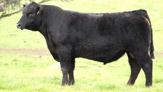 Irelands Angus Kelleher K34 was sold in the stud's August 2015 sale.