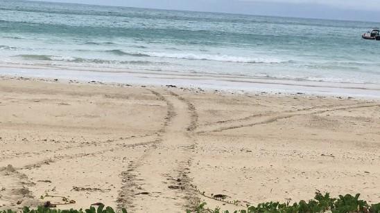 Keswick Island resident and turtle advocate Rayna Asbury took this photograph of turtle tracks at Basil Bay on December 26, 2020. Picture: Contributed